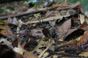 Cientistas descobrem nova espécie de planta subterrânea na Tailândia, classificada como criticamente ameaçada
