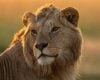 Jon Favreau e Mike Gunton detalham desafios e filosofia na produção do documentário “Lion” na National Geographic