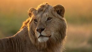 Jon Favreau e Mike Gunton detalham desafios e filosofia na produção do documentário “Lion” na National Geographic