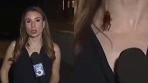 Repórter da KTLA News mantém compostura durante invasão de barata voadora em transmissão ao vivo