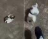 Influenciadora é presa por maus-tratos a filhote de shih-tzu em Aquidauana, Mato Grosso do Sul
