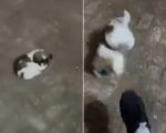 Influenciadora é presa por maus-tratos a filhote de shih-tzu em Aquidauana, Mato Grosso do Sul