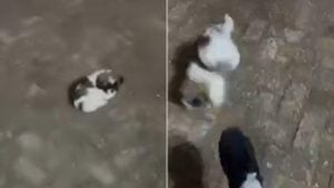 Influenciadora é presa por maus-tratos a filhote de shih-tzu em Aquidauana, Mato Grosso do Sul