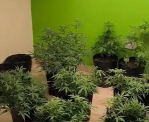 Homem &eacute; preso em &ocirc;nibus vindo de S&atilde;o Paulo com drogas e revela cultivo de cannabis em Belo Horizonte
