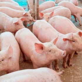 Pre&ccedil;o do su&iacute;no cai 32% em Minas&nbsp;
