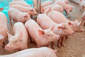 Preço do suíno cai 32% em Minas