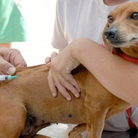 Vacinação antirrábica em Divinópolis começa neste sábado (12); confira locais