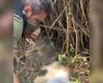 Den&uacute;ncia sobre animais mortos e aparentemente congelados encontrados em estrada no bairro Nova Fortaleza, em Divin&oacute;polis.