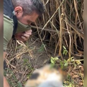 Denúncia sobre animais mortos e aparentemente congelados encontrados em estrada no bairro Nova Fortaleza, em Divinópolis.
