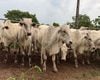 Leilão com mais de 1.500 cabeças de gado movimenta o agronegócio em Divinópolis