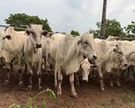 Leil&atilde;o com mais de 1.500 cabe&ccedil;as de gado movimenta o agroneg&oacute;cio em Divin&oacute;polis