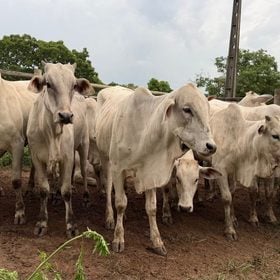Leil&atilde;o com mais de 1.500 cabe&ccedil;as de gado movimenta o agroneg&oacute;cio em Divin&oacute;polis