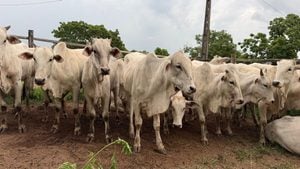 Leil&atilde;o com mais de 1.500 cabe&ccedil;as de gado movimenta o agroneg&oacute;cio em Divin&oacute;polis