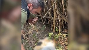 Denúncia sobre animais mortos e aparentemente congelados encontrados em estrada no bairro Nova Fortaleza, em Divinópolis.