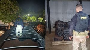 PRF apreende mais de uma tonelada de maconha na BR-262; homem é preso