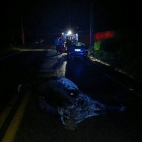 Animais na pista causam acidente com dois carros na AMG-0335 em Divin&oacute;polis