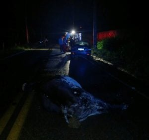 Animais na pista causam acidente com dois carros na AMG-0335 em Divin&oacute;polis