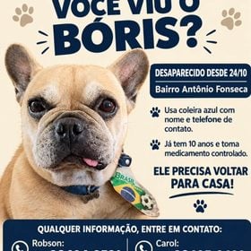 Família oferece recompensa por informações de cão desaparecido em Divinópolis