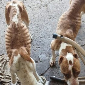 Homem &eacute; detido por suspeita de maus-tratos a dois c&atilde;es da ra&ccedil;a pitbull em Monte Santo de Minas