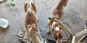 Homem &eacute; detido por suspeita de maus-tratos a dois c&atilde;es da ra&ccedil;a pitbull em Monte Santo de Minas