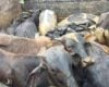 Homem &eacute; preso com 21 bovinos durante abordagem policial no Sul de Minas