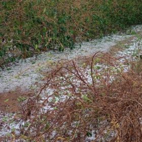 Preju&iacute;zos por chuva e granizo: veja o que o produtor deve fazer para comprovar perdas&nbsp;