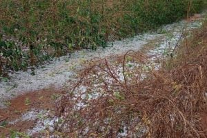 Preju&iacute;zos por chuva e granizo: veja o que o produtor deve fazer para comprovar perdas&nbsp;