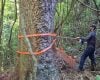 Estudo revela segredo de árvores centenárias