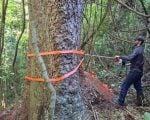 Estudo revela segredo de &aacute;rvores centen&aacute;rias&nbsp;