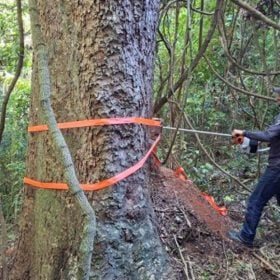 Estudo revela segredo de &aacute;rvores centen&aacute;rias&nbsp;