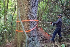 Estudo revela segredo de árvores centenárias