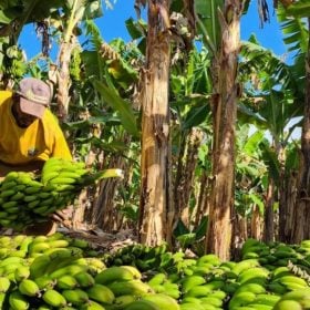 Fruticultura avan&ccedil;a em Minas Gerais&nbsp;
